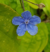Omphalodes cappadocica 'Cherry Ingram'